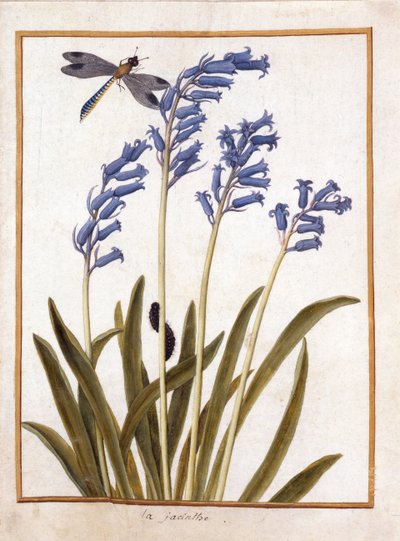 Bluebell and a Dragonfly by French School